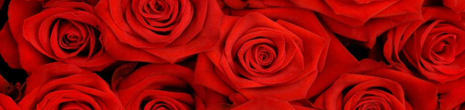 röda rosor